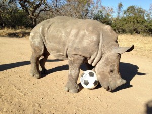 Rhinoceros with a signed soccer ball