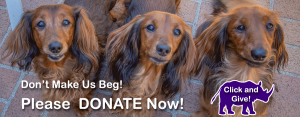 Dachshunds Asking for Donations