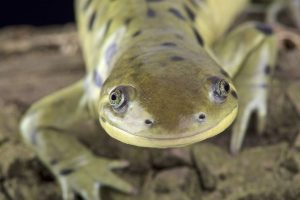 The Salamander