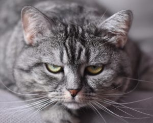 Another cat